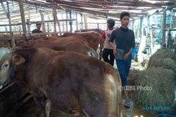 IDULADHA 2017 : Pedagang Hewan Kurban di Semarang Keluhkan Sepi Pembeli