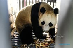 Sepasang Giant Panda asal Tiongkok Segera Muncul di Taman Safari