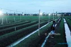 FOTO PERTANIAN JATENG : Lampu Pijar Usir Serangga di Grobogan