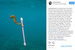 Foto Kuda Laut Nyangkut Cotton Bud Viral, Bukti Pencemaran Laut Indonesia?