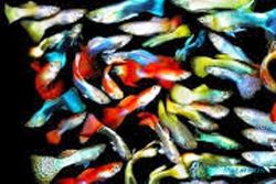PERIKANAN KUDUS : Pemasaran Ikan Hias Terbantu Medsos