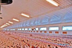 KAMPUS DI SEMARANG : Charoen Pokphand Bangunkan Undip Kandang Ayam Closed House System