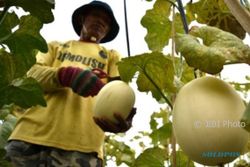FOTO PERTANIAN SEMARANG : Buah Melon Dipanen Petani Pringapus