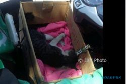 KISAH UNIK : Pengendara Ojek Online di Semarang Rela Lepas Sweater demi Kucing yang Ditabrak
