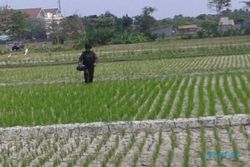 PERTANIAN SLEMAN : 15 Hektare Lahan di 3 Kecamatan Kekurangan Air