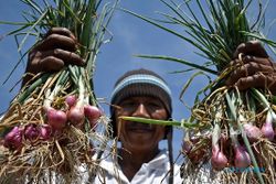 FOTO PERTANIAN JATENG : Kabupaten Semarang Panen Bawang Merah