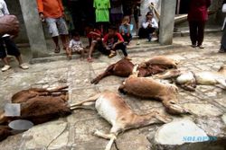 PETERNAKAN GUNUNGKIDUL : Lagi, 10 Kambing Mati dengan Luka di Leher dan Perut