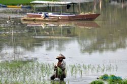 Alami Pendangkalan, Segini Kedalaman Rawa Pening di Kabupaten Semarang