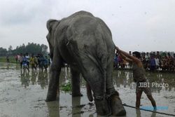Pengungsi Rohingya Tewas Terinjak Gajah
