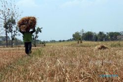 PERTANIAN SRAGEN : Kekurangan Air, Puluhan Hektare Tanaman Padi Gagal Panen