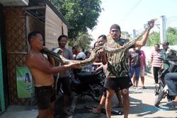 PENEMUAN ULAR SRAGEN : Warga Tangkap Piton Sepanjang 4 Meter di Sungai Garuda