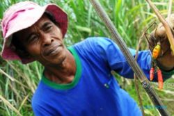 FOTO PERTANIAN JATENG : Cabai Batang Diserang Jamur Patek