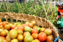 FOTO INFO BELANJA : Harga Tomat Bandungan Melambung