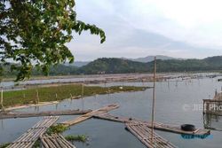 ORANG TENGGELAM KLATEN : Pemancing Terpeleset di Rawa Jombor, Terjerat Tali hingga Tewas