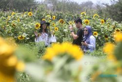Cantiknya Taman Bunga Matahari di Pantai Samas, Warga Berdatangan untuk Foto-Foto