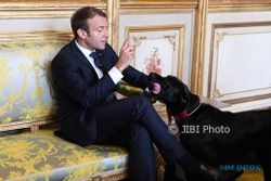 KISAH UNIK : Berulah, Anjing Presiden Prancis Bikin Heboh