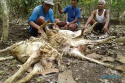 SERANGAN HEWAN : Tak Hanya Gunungkidul, Anjing Liar Juga Tewaskan Ternak di Kulonprogo