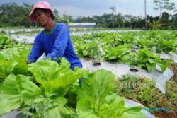 Musim Hujan, Harga Sayur di Solo Naik, Telur Terkerek