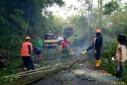 Hujan Deras di Sleman, Sebabkan Pohon Tumbang dan Talud Ambrol