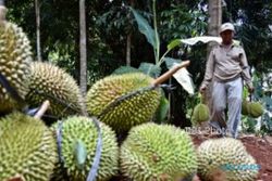 Foto Perkebunan Semarang Panen Durian