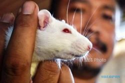 Foto Peternakan Semarang Hasilkan Tikus Putih
