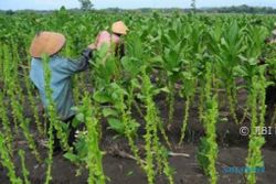 Cuaca Tak Menentu Bikin Galau Petani Tembakau, APTI Jateng Singgung Soal Asuransi Pertanian