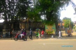 Puluhan Pohon Ditebang, Jl. Slamet Riyadi Solo "Zaman Now" Jadi Gersang
