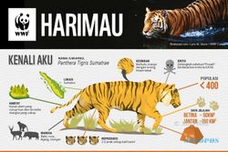KEANEKARAGAMAN HAYATI : Melindungi Spesies Harimau Terakhir di Indonesia