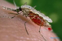 Waduh, Super Malaria Menyebar Cepat di Asia Tenggara