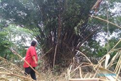 Ratusan Pohon Bambu Ngemplak Boyolali Ditebang karena Ganggu Pandangan Pilot Pesawat