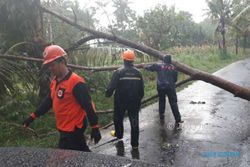 Hujan dan Angin Kencang di Sleman, Pohon Tumbang Terjadi di 6 Lokasi