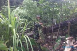 SATGAS PAMTAS : Jaga Perbatasan Prajurit TNI dari Blora Amankan Ladang Ganja