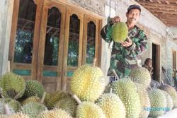 Ini 7 Kecamatan Penghasil Durian Terbanyak di Wonogiri