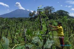 Gunung Agung Bali Meletus 7 Kali dan Keluarkan Asap Kelabu