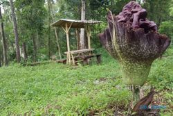 FENOMENA GUNUNGKIDUL : Bunga Bangkai Mekar di Hutan Wanagama