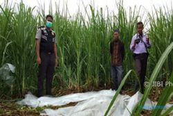 PENEMUAN MAYAT BATANG : Hilang 5 Hari, Lelaki Ditemukan Membusuk di Kebun Tebu