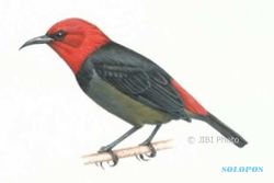 Sesuai Nama Ibu Negara, Burung Endemik Rote Dinamai Irianawidodoae