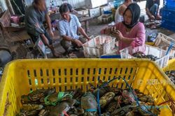 EKSPOR JATENG : Ekspor Kepiting Bakau Alami Peningkatan