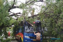 Pohon Besar Tumbang di Balapan Solo, Timpa Bus BST