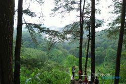 WISATA MADIUN : Pemandangan Hutan Pinus Nongko Ijo Bikin Fresh