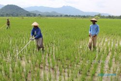Pengamat Nilai UU Cipta Kerja Perkuat Pertanian dan Pangan Dalam Negeri