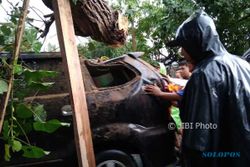 Pohon Tumbang di Bantul Menimpa Mobil yang sedang Melintas