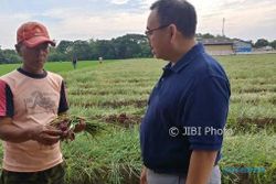 PILKADA 2018 : Setelah Khawatirkan Petani Beras, Sudirman Said Soroti Petani Bawang