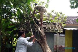 ANGIN KENCANG SRAGEN : Kamar Mandi MIM dan Rumah Warga Rusak Tertimpa Pohon Tumbang