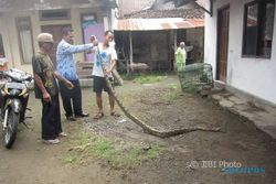 SATWA LIAR KARANGANYAR : Ular Sanca Kembang Sepanjang 3 Meter Muncul Bikin Geger Warga Colomadu