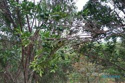 PERTANIAN MADIUN : Panen Raya Jeruk Keprok di Desa Segulung Diperkirakan Juni