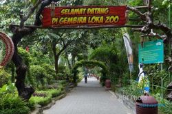 Bawa Anak Kecil, Pengunjung Gembira Loka Zoo Jogja Balik Kanan