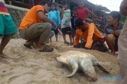Penyu Berbobot 25 Kg Ditemukan Mati di Pantai Sepanjang