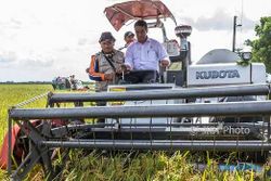 FOTO PERTANIAN JATENG : Menteri Pertanian Buktikan Panen Raya