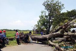 ANGIN KENCANG SRAGEN : Pohon Tumbang Bikin Lalu Lintas Jalan Sragen-Balong Macet 1 Jam